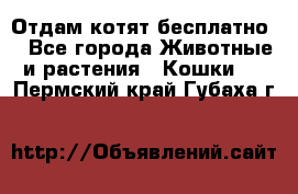 Отдам котят бесплатно  - Все города Животные и растения » Кошки   . Пермский край,Губаха г.